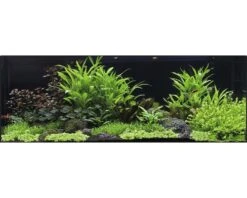 DENNERLE Waterplantenpakket XXL