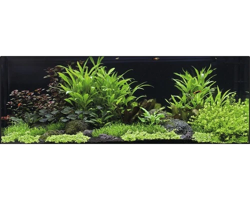 DENNERLE Waterplantenpakket XXL 1 DENNERLE Waterplantenpakket XXL