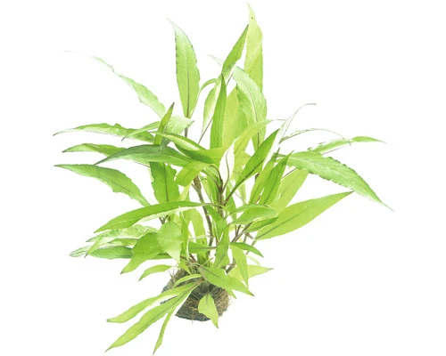 DENNERLE Waterplantenpakket XXL 11 DENNERLE Waterplantenpakket XXL - Afbeelding 11