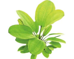 DENNERLE Waterplantenpakket XXL 14 DENNERLE Waterplantenpakket XXL -Huisdierenaquarium Winkel DV 8 4614272 13 4c DE 20230317110316