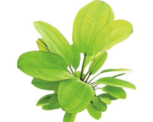 DENNERLE Waterplantenpakket XXL 4 DENNERLE Waterplantenpakket XXL - Afbeelding 4