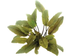 DENNERLE Waterplantenpakket XXL 15 DENNERLE Waterplantenpakket XXL -Huisdierenaquarium Winkel DV 8 4614272 14 4c DE 20230317104939