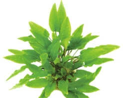 DENNERLE Waterplantenpakket XXL 16 DENNERLE Waterplantenpakket XXL -Huisdierenaquarium Winkel DV 8 4614272 15 4c DE 20230317111659