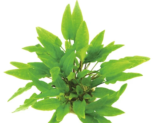 DENNERLE Waterplantenpakket XXL 6 DENNERLE Waterplantenpakket XXL - Afbeelding 6