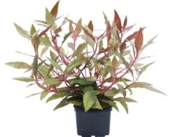 DENNERLE Breedbladig Papegaaiblad XL - Alternanthera Reineckii ´Rood´ Xl
