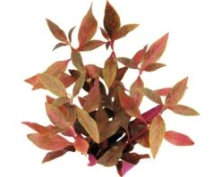 DENNERLE Papagaaiblad - Alternanthera Reineckii ´Red Ruby´