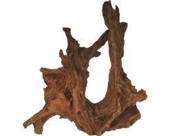 ORBIT Mangrove Wortel Bruin L 40-60 Cm