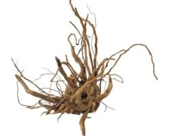 ORBIT Decoratie Wortel M 30-40 Cm Beige