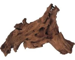 ORBIT Mangrove Wortel S Bruin 25-30 Cm