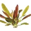 DENNERLE Rode Zwaardplant - Echinodorus "Red Chameleon"