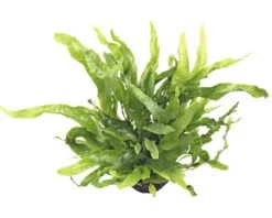 DENNERLE Dwerg Javavaren - Microsorum Pteropus Petite