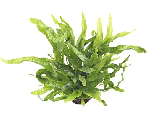 DENNERLE Dwerg Javavaren - Microsorum Pteropus Petite 1 DENNERLE Dwerg Javavaren - Microsorum Pteropus Petite