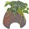 DENNERLE Kokosnoot-grot Met Anubias - Coconut Cave Mit Anubias Bonsai