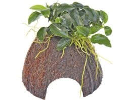 DENNERLE Kokosnoot-grot Met Anubias - Coconut Cave Mit Anubias Bonsai