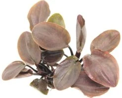 DENNERLE Lagenandra Meeboldii Rood