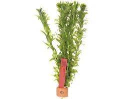 DENNERLE Waterpest - Egeria Densa