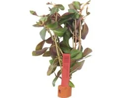 DENNERLE Rondbladerige Ludwigia - Ludwigia Repens Hb