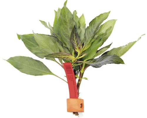 DENNERLE Reuze Hygrophila - Hygrophila Corymbosa Hb 1 DENNERLE Reuze Hygrophila - Hygrophila Corymbosa Hb