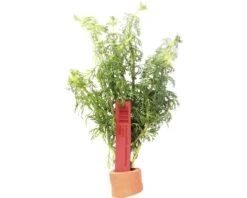 DENNERLE Kleine Ambulia - Limnophila Sessiliflora Hb