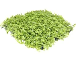 DENNERLE Dwergparelkruid - Hemianthus 'Cuba' Pad