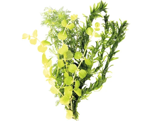 DENNERLE Koudwater Plantenmix (waterpest, Kleine Ambulia, Geel Penningkruid) - Egeria Densa, Limnophila Sessiliflora, Lysimachia Nummularia 1 DENNERLE Koudwater Plantenmix (waterpest, Kleine Ambulia, Geel Penningkruid) - Egeria Densa, Limnophila Sessiliflora, Lysimachia Nummularia