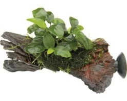 DENNERLE Dwerg Moerasplant - Anubias Bonsai Op Nanowood Met Zuignap