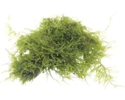 DENNERLE Triangelmos - Vesicularia Spec. Triangelmoos