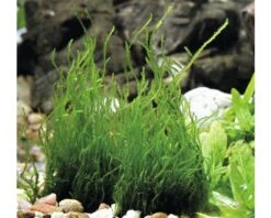 Huisdierenaquarium Winkel -Huisdierenaquarium Winkel DV 8 6088121 02 4c DE 20200812194652