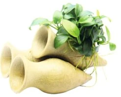 DENNERLE Garnalen Amphore Met Anubias Bonsai