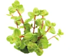 DENNERLE Rondbladerige Rotala - Rotala Rotundi Folia Orange Juice