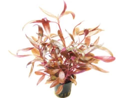 DENNERLE Breedbladig Rood Papegaaiblad - Alternanthera Reineckii Rood