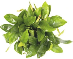 DENNERLE Dwergspeerblad - Anubias Barteri Var.Nana