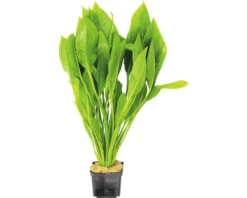 DENNERLE Amazonezwaardplant - Echinodorus Bleheri