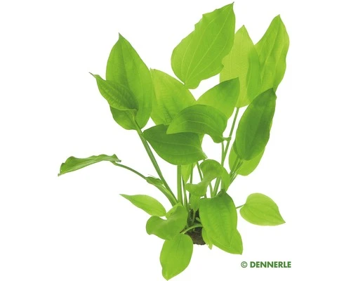 DENNERLE Argentijnse Waterweegbree - Echinodorus Argentinensis 1 DENNERLE Argentijnse Waterweegbree - Echinodorus Argentinensis