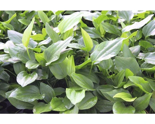 DENNERLE Argentijnse Waterweegbree - Echinodorus Argentinensis 2 DENNERLE Argentijnse Waterweegbree - Echinodorus Argentinensis - Afbeelding 2