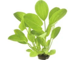 DENNERLE Harbichs Roodachtige Waterweegbree - Echinodorus Cordifolius Rood