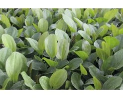 DENNERLE Harbichs Roodachtige Waterweegbree - Echinodorus Cordifolius Rood -Huisdierenaquarium Winkel DV 8 8339101 05 4c DE 20200812194752