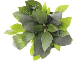 DENNERLE Stengelplant - Hygrophila Corymbosa Compact