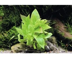 DENNERLE Stengelplant - Hygrophila Corymbosa Compact -Huisdierenaquarium Winkel DV 8 8339112 02 4c DE 20200812194752