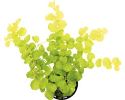DENNERLE Geel Penningkruid - Lysimachia Nummularia Aurea