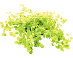 DENNERLE Parelkruid - Micranthemum Umbrosum