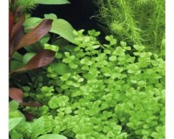 DENNERLE Parelkruid - Micranthemum Umbrosum -Huisdierenaquarium Winkel DV 8 8339117 02 4c DE 20200812194752