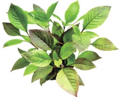 DENNERLE Stengelplant - Hygrophila Corymbosa