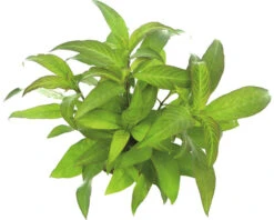 DENNERLE Grootbladige Stengelplant - Hygrophila Corymbosa Stricta