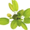 DENNERLE Waterweegbree - Echinodorus Dschungelstar Nr. 9