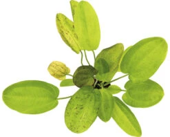 DENNERLE Waterweegbree - Echinodorus Dschungelstar Nr. 9
