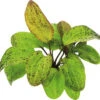 DENNERLE Waterplant - Echinodorus Ozelot