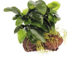 DENNERLE Dwergspeerblad - Anubias Nana Op Lavasteen