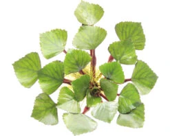 DENNERLE Waternoot - Trapa Natans