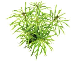 DENNERLE Stengelplant - Pogostemon Stellatus Spec.